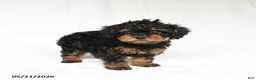 Toy Poodle dogs for sale: Kate - Ad 3