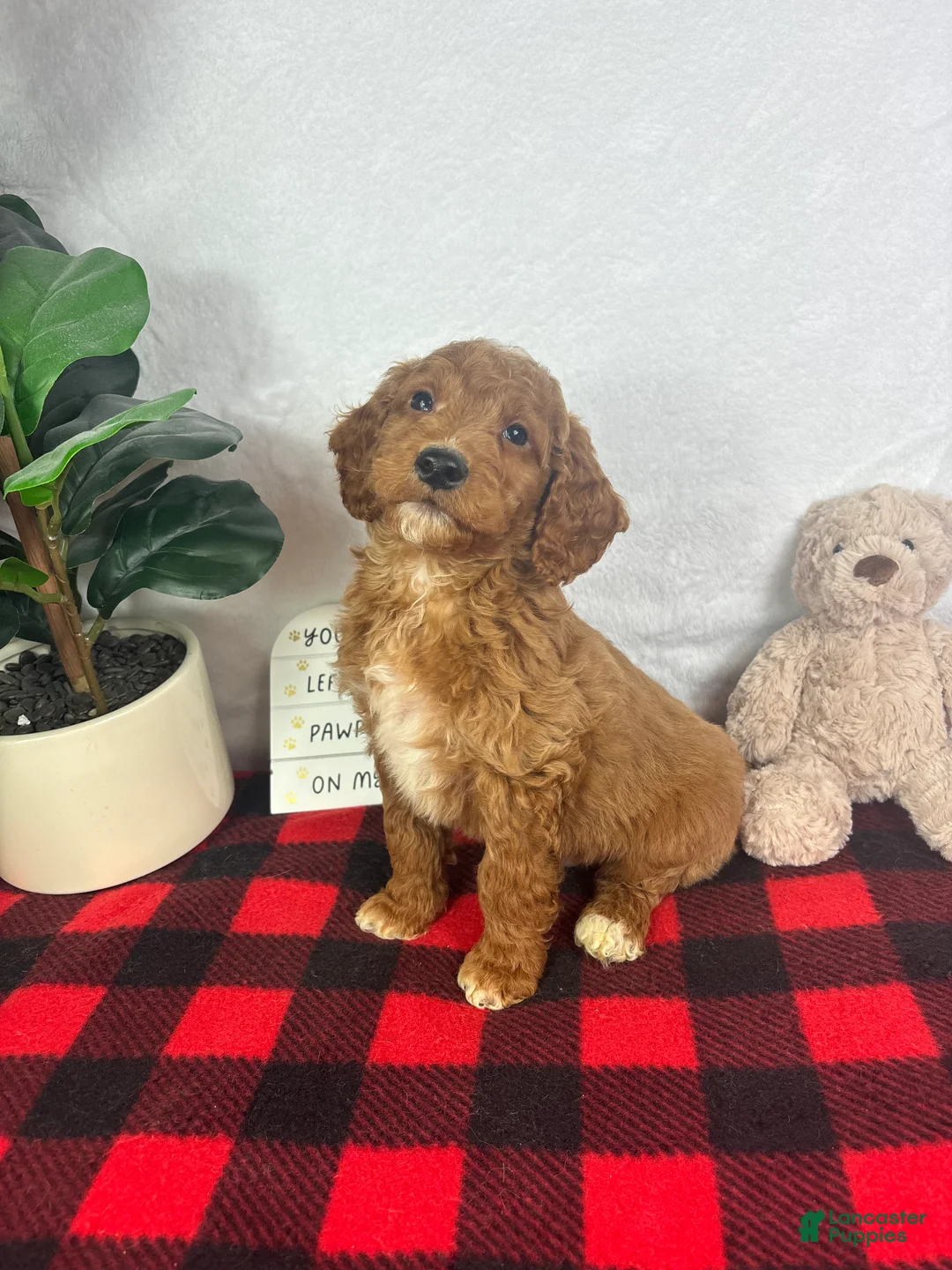 Mini Goldendoodle dogs for sale: Gage - Ad 1