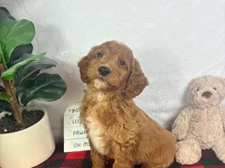 Mini Goldendoodle dogs Gage - Ad 6