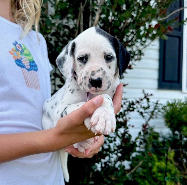 Dalmatian dogs Lilac - Ad 1