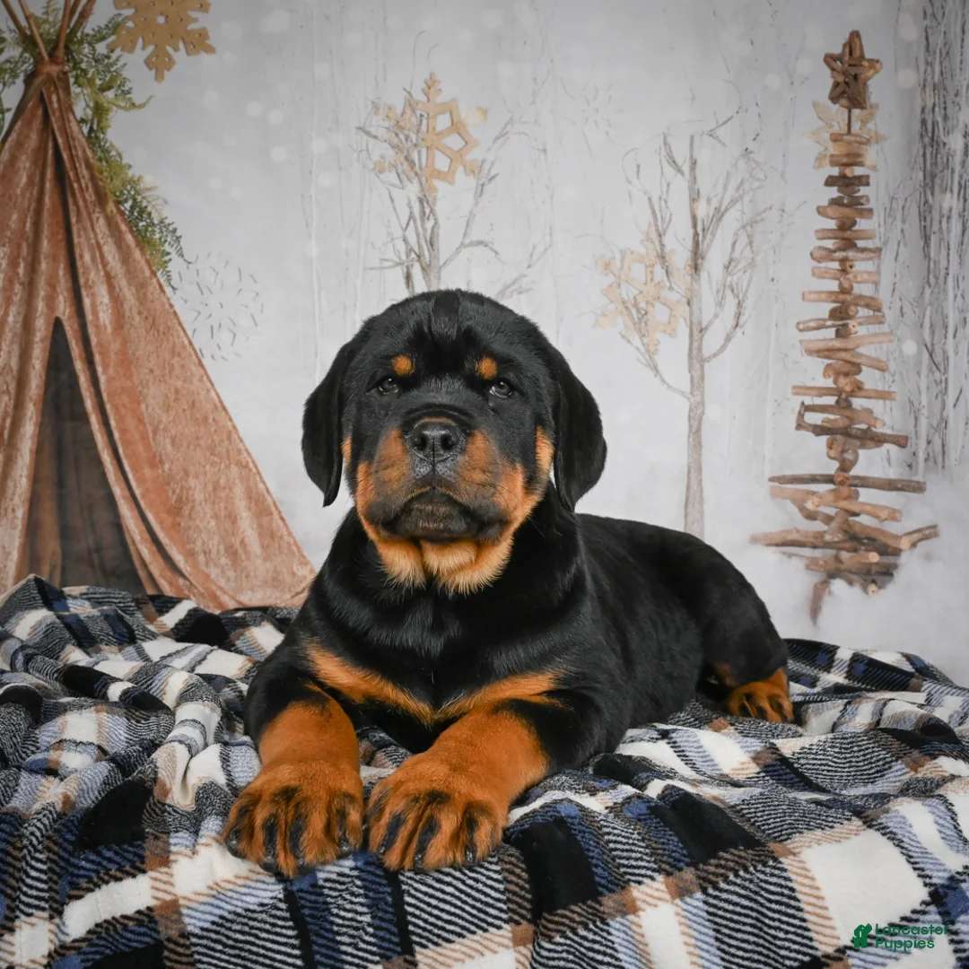 Rottweiler dogs for sale: Tara/ Mocha – Santos Ad-Dirah - Ad 11