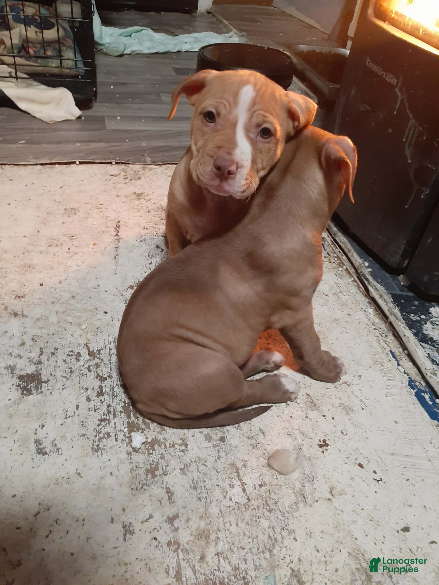 American Pit Bull Terrier dogs American Pit Bull Terrier Puppy 2 - Ad 40