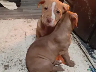 American Pit Bull Terrier dogs American Pit Bull Terrier Puppy 2 - Ad 40