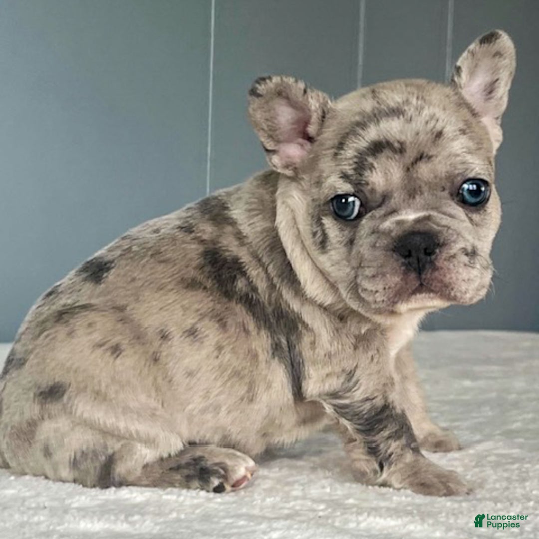 French Bulldog dogs for sale: Oscar - Ad 5
