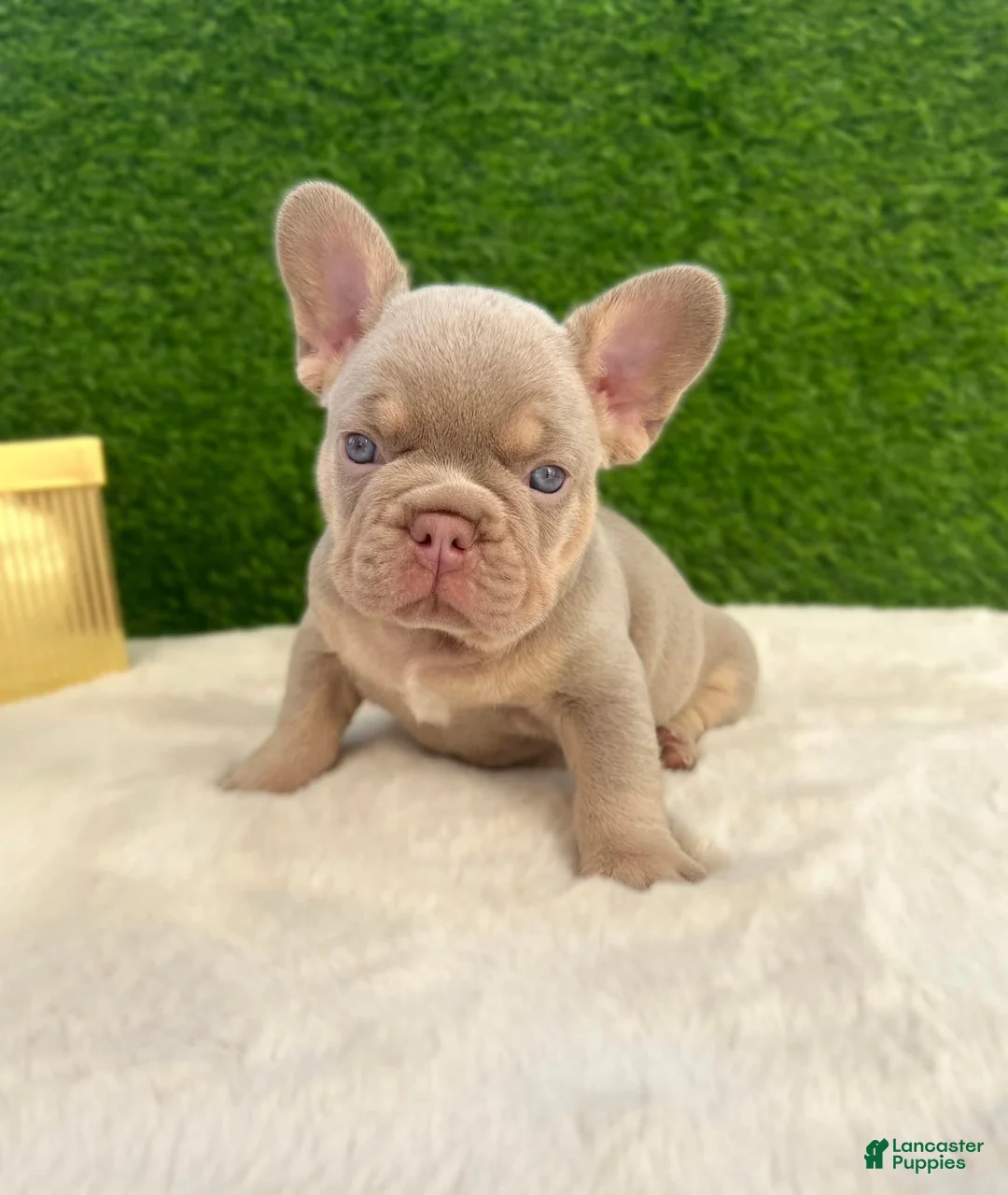 French Bulldog dogs for sale: French Bulldog Puppy 1 - Ad 2