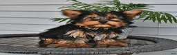 Yorkshire Terrier dogs for sale: Ranger - Ad 8