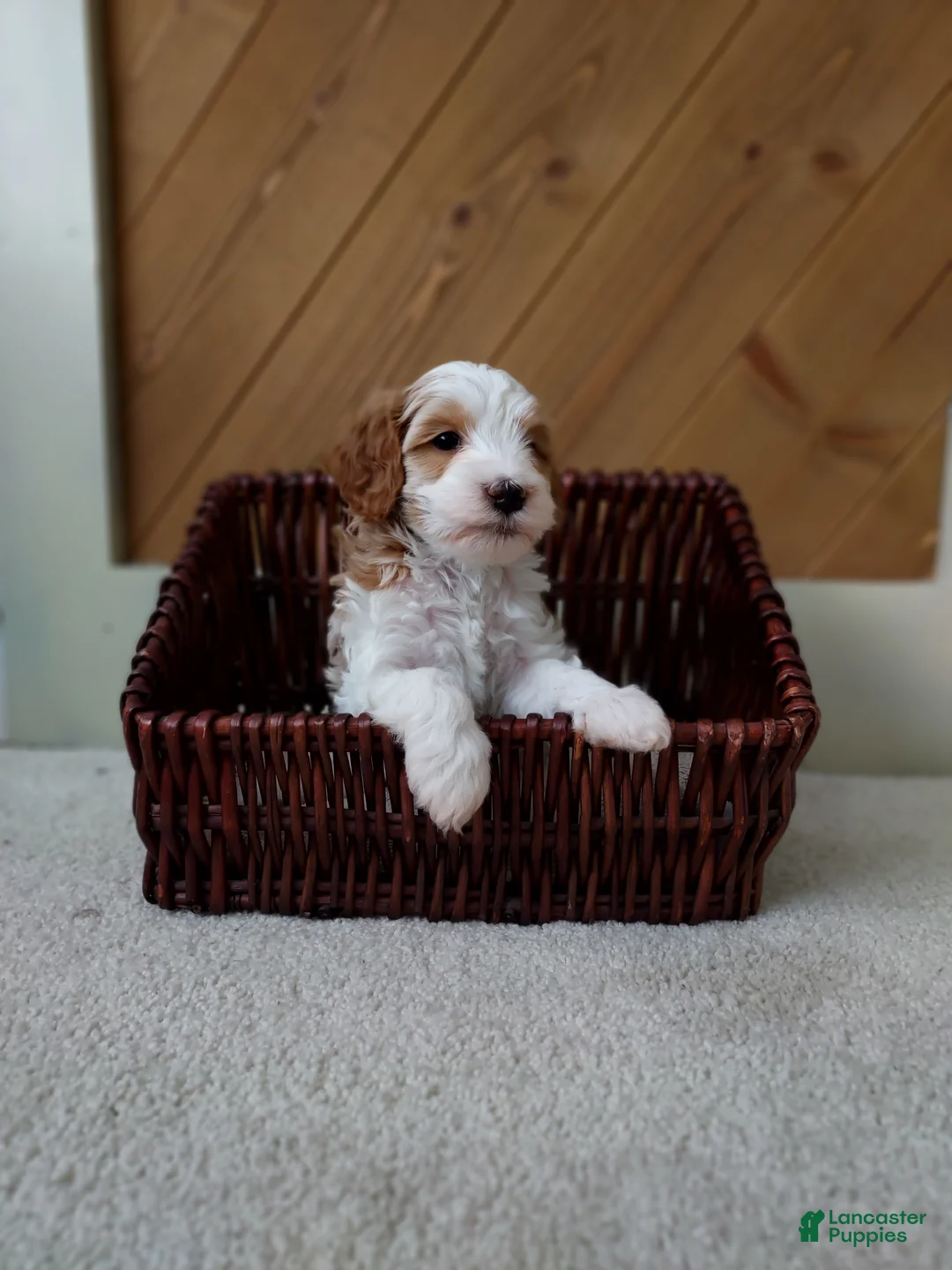 Cavapoo dogs for sale: Davie - Ad 1