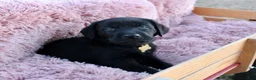 Labrador Retriever dogs for sale: Brown Collar - Ad 4