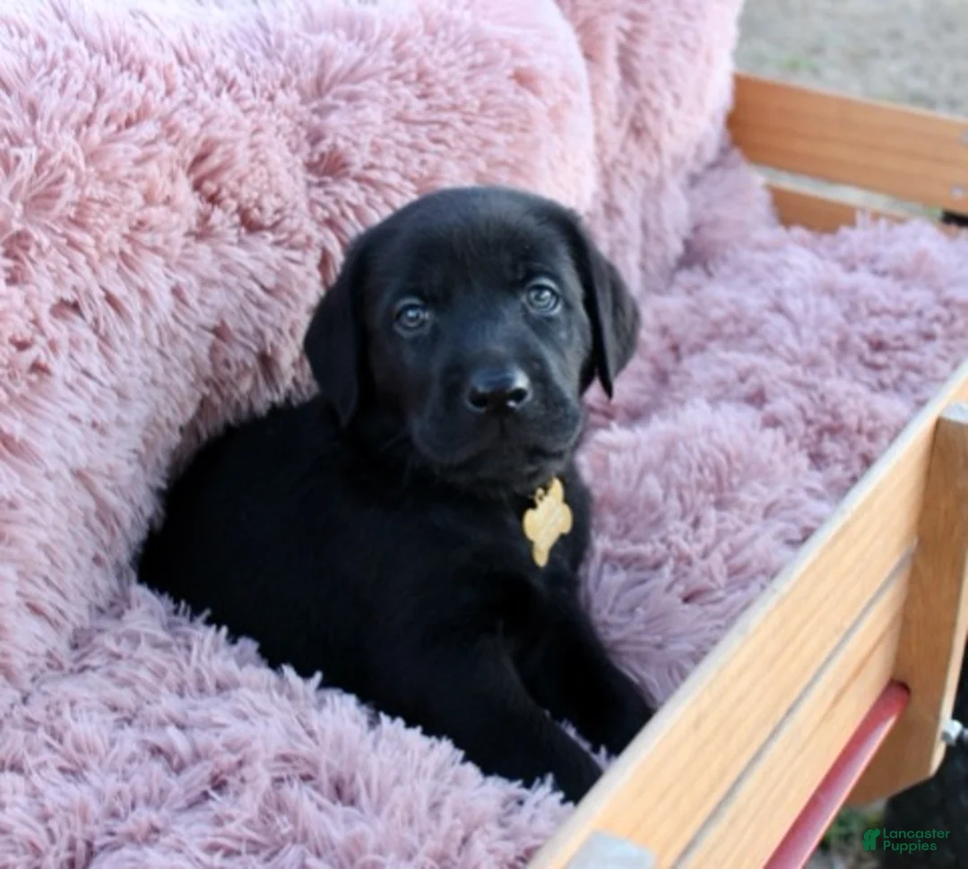 Labrador Retriever dogs for sale: Brown Collar - Ad 4