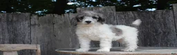 Standard Poodle dogs for sale: Fern AKC Standard Poodle - Ad 6