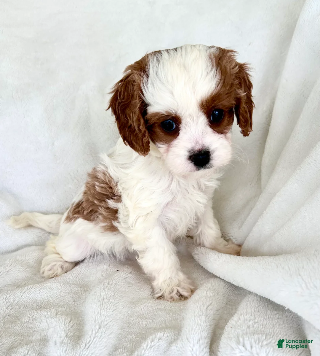 Cavapoo dogs for sale: Phoebe 💗  - Ad 2