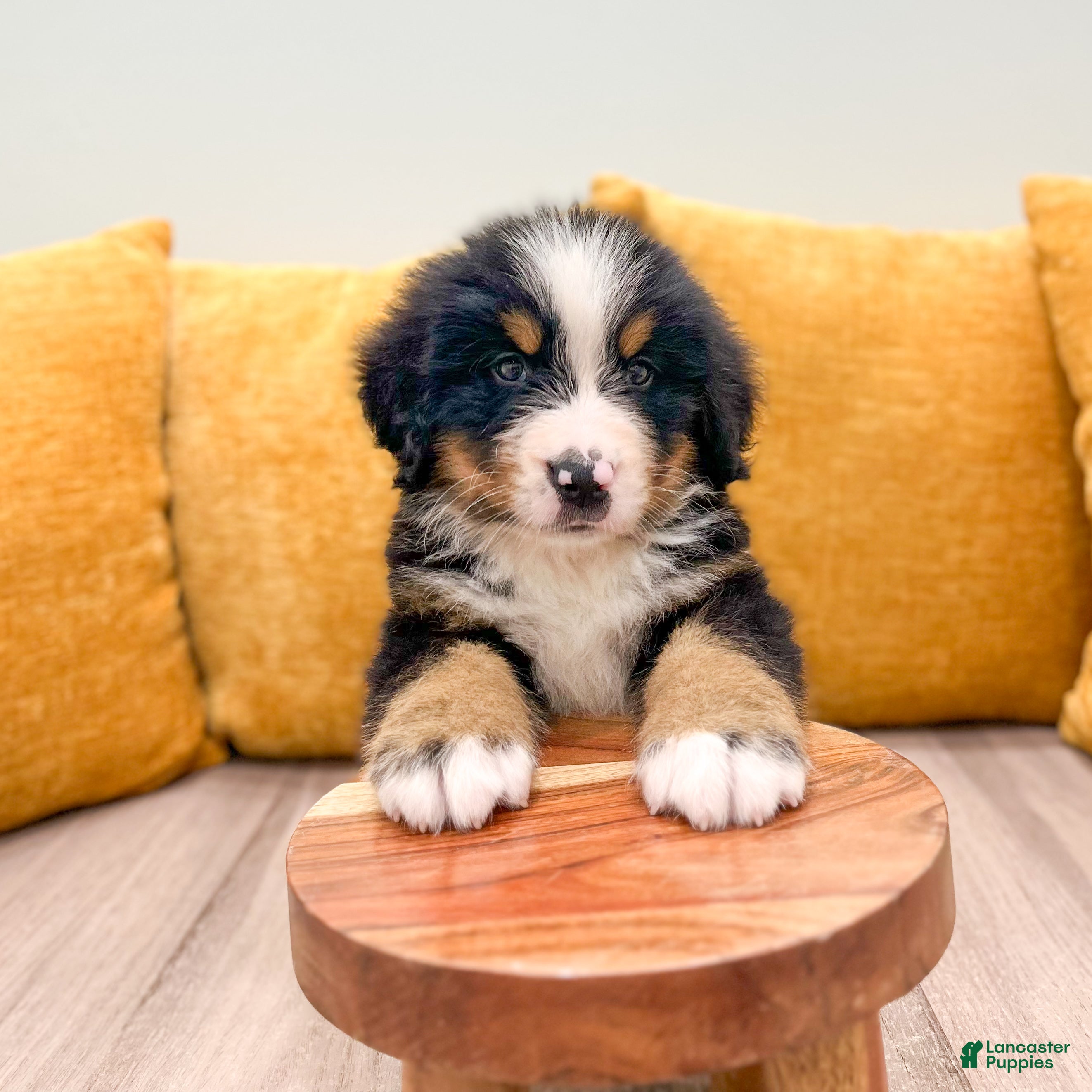 Bernese Mountain Dog dogs Zeke - Ad 2