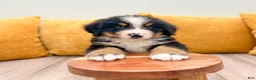 Bernese Mountain Dog dogs for sale: Zeke - Ad 2