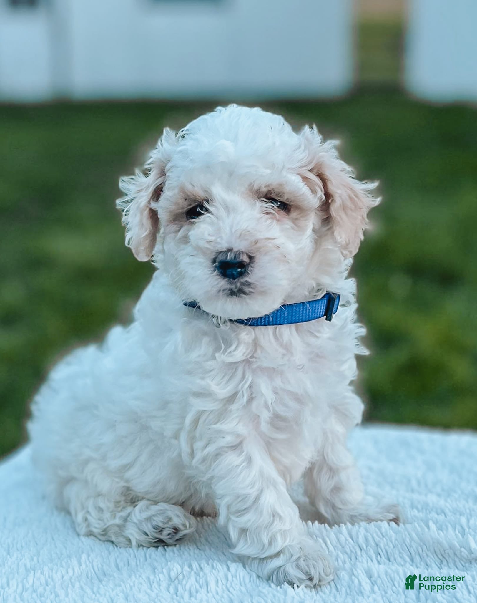 Maltipoo dogs Duke - Ad 1