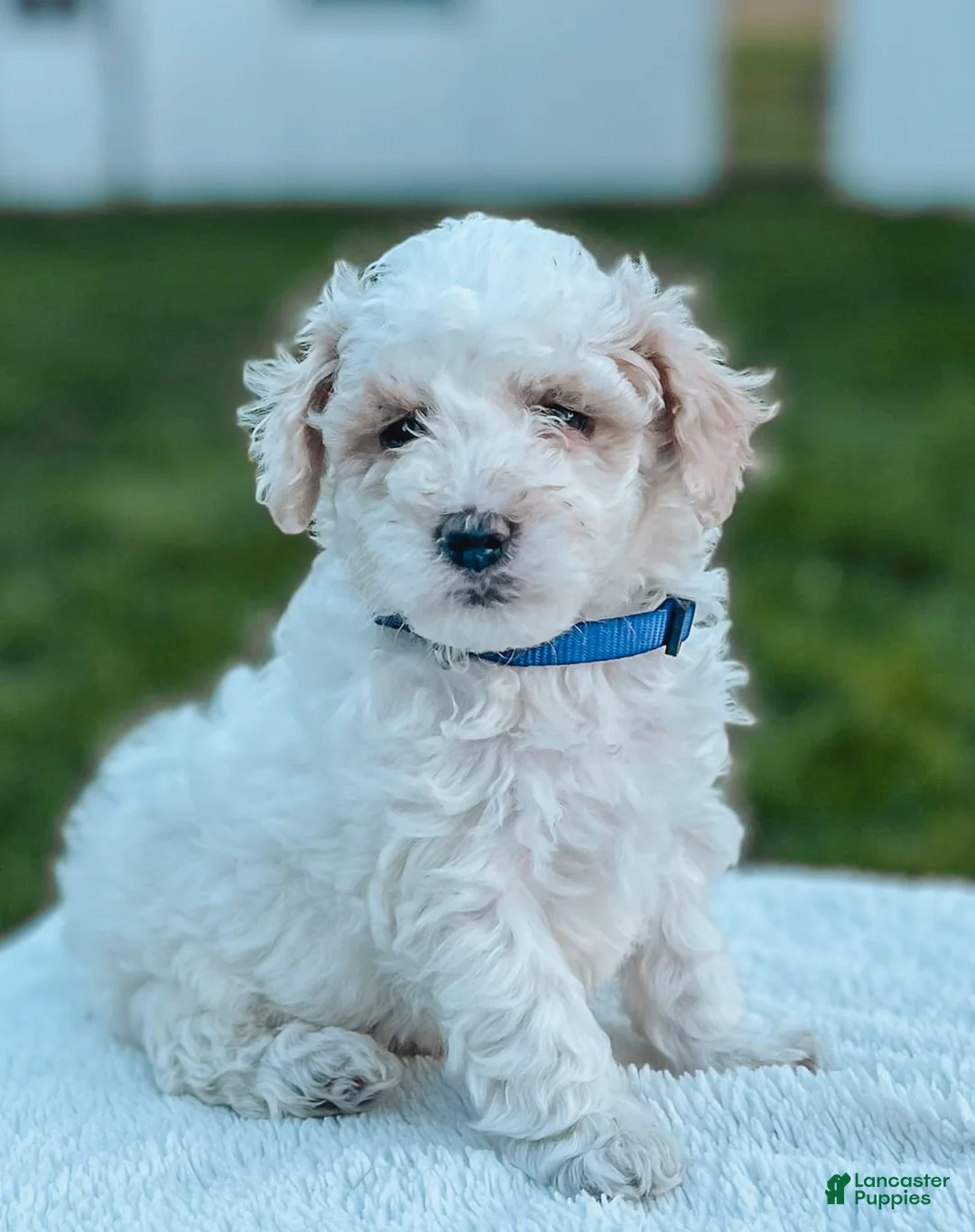 Maltipoo dogs for sale: Duke - Ad 1