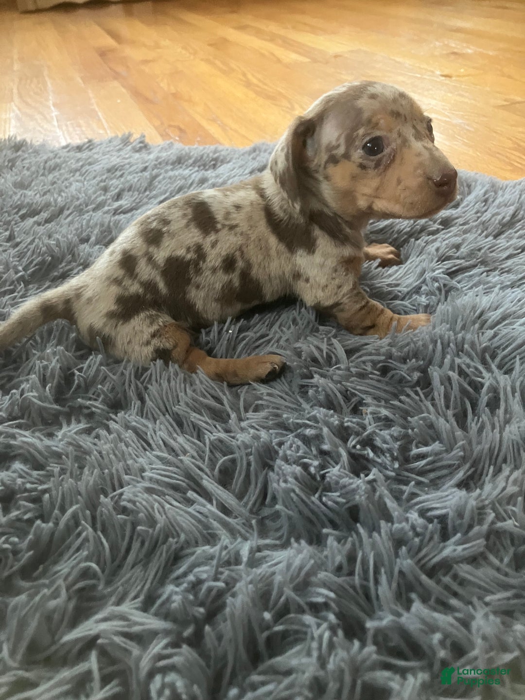Miniature Dachshund dogs for sale: Akc Kaitlyn - Ad 4