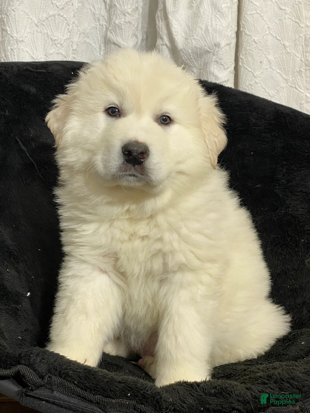 Great Pyrenees dogs for sale: Gorden - Ad 4