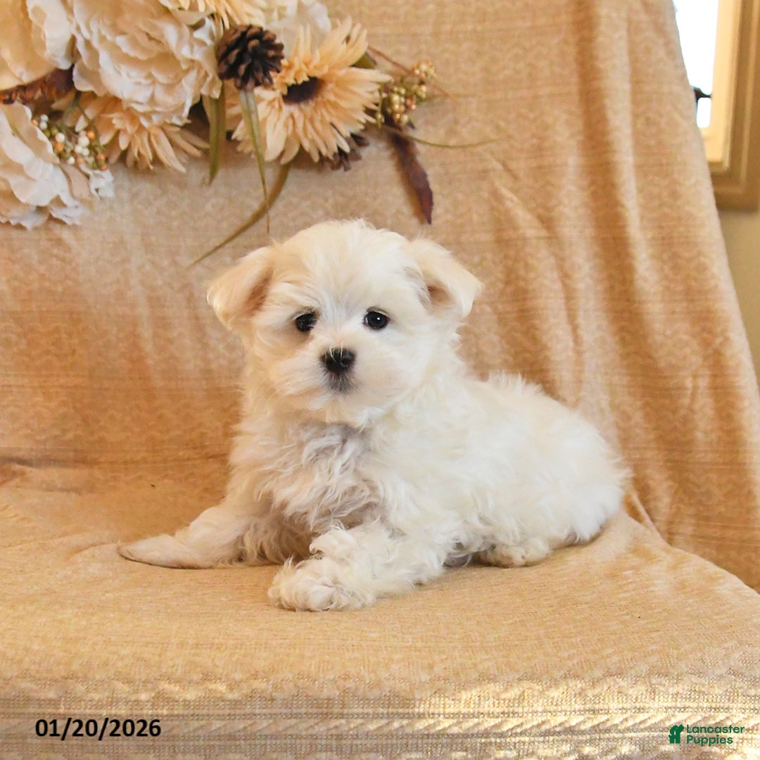 Maltese dogs for sale: Milo - Ad 4