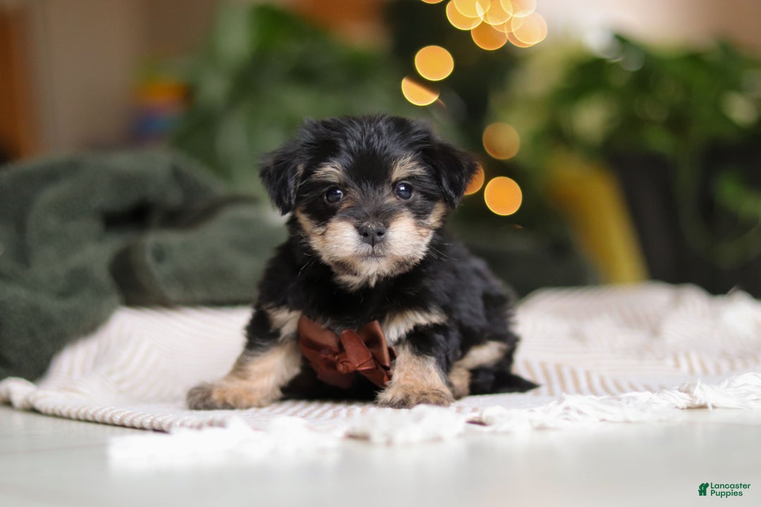 Morkie dogs for sale: Luke - Ad 1