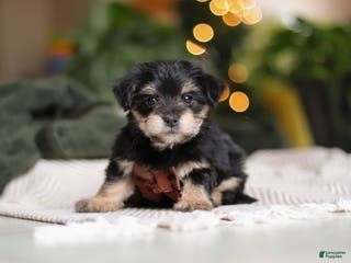 Morkie dogs Luke - Ad 32