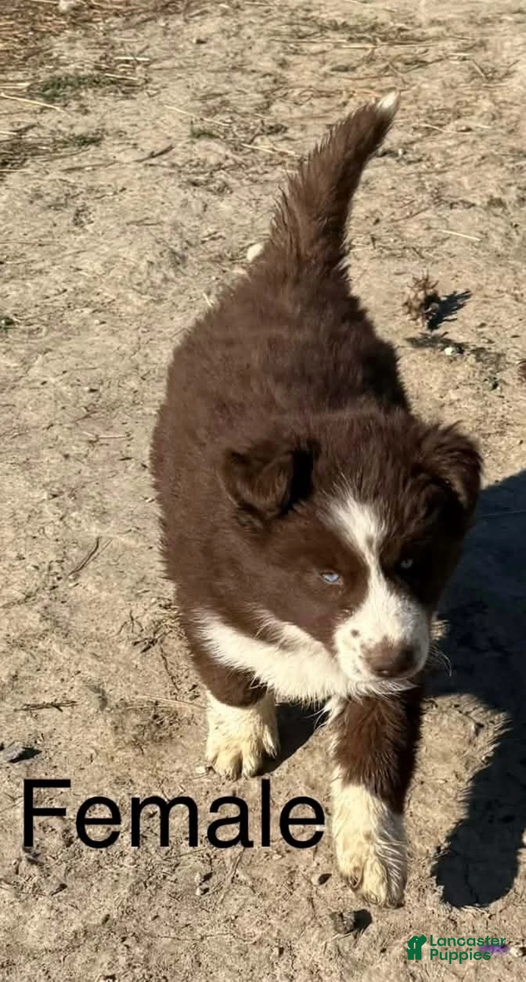 Siberian Husky dogs for sale: Snickers  - Ad 9