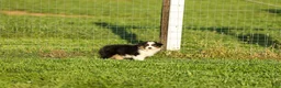 Miniature Australian Shepherd dogs for sale: Lassie Miniature Australian Shepherd Puppy  - Ad 3