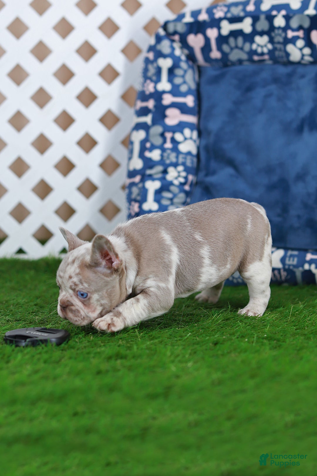 French Bulldog dogs for sale: Milena  - Ad 8