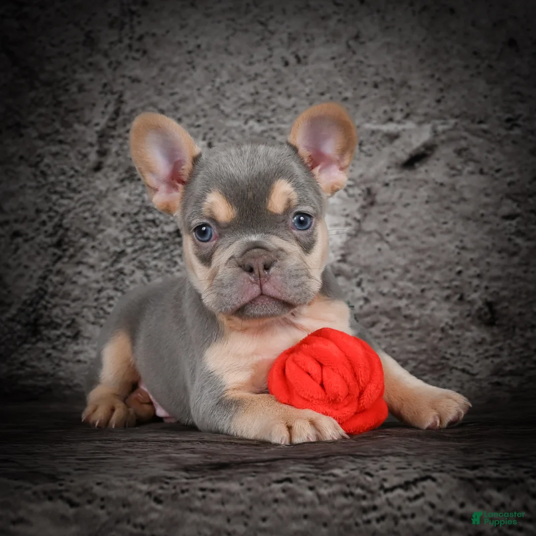 French Bulldog dogs for sale: Oscar - Ad 8