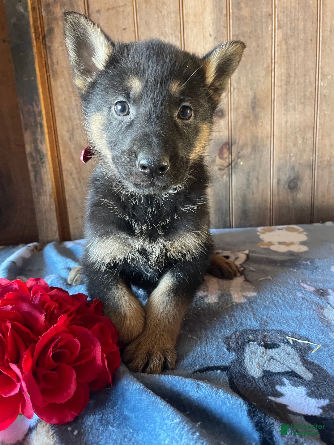 German Shepherd dogs for sale: Jingles - Ad 2