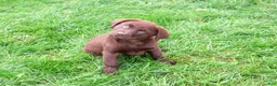 Labrador Retriever dogs for sale: Mabel - Ad 3
