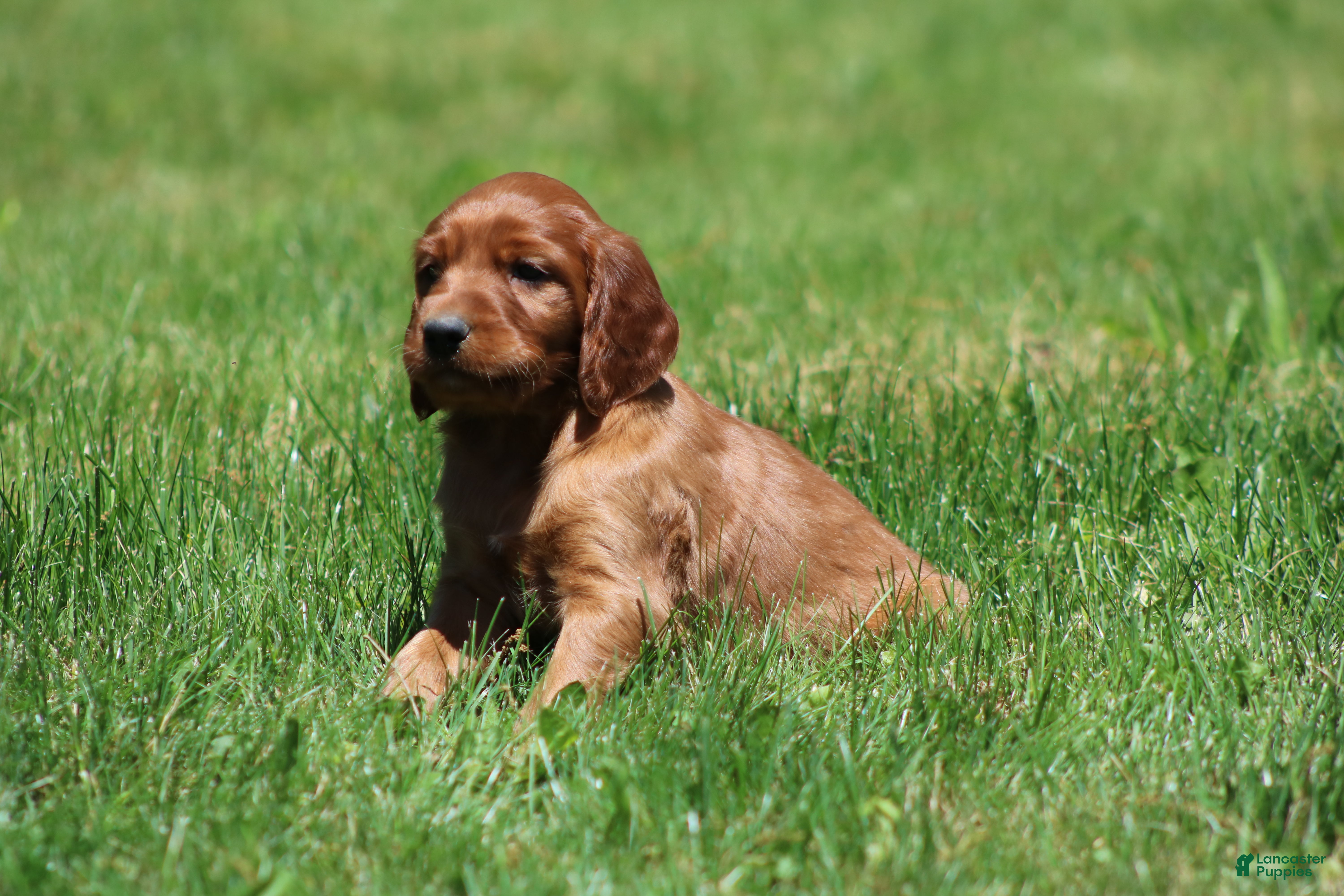 Irish Setter dogs for sale: Finley - Ad 3