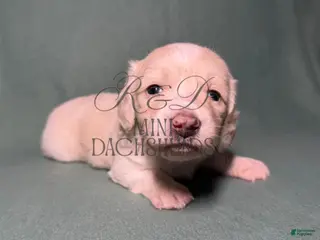 Miniature Dachshund dogs for sale: Sven - Ad 1