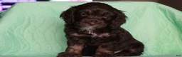 Cockapoo dogs for sale: Cockapoo Puppy 2 - Ad 2