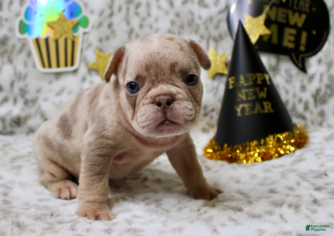 French Bulldog dogs for sale: Leo - Ad 2