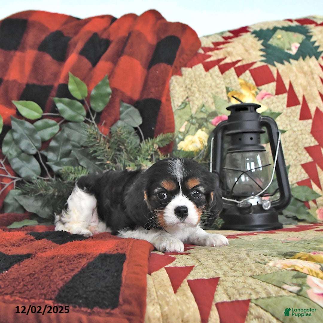 Cavalier King Charles Spaniel dogs for sale: Twila - Ad 2