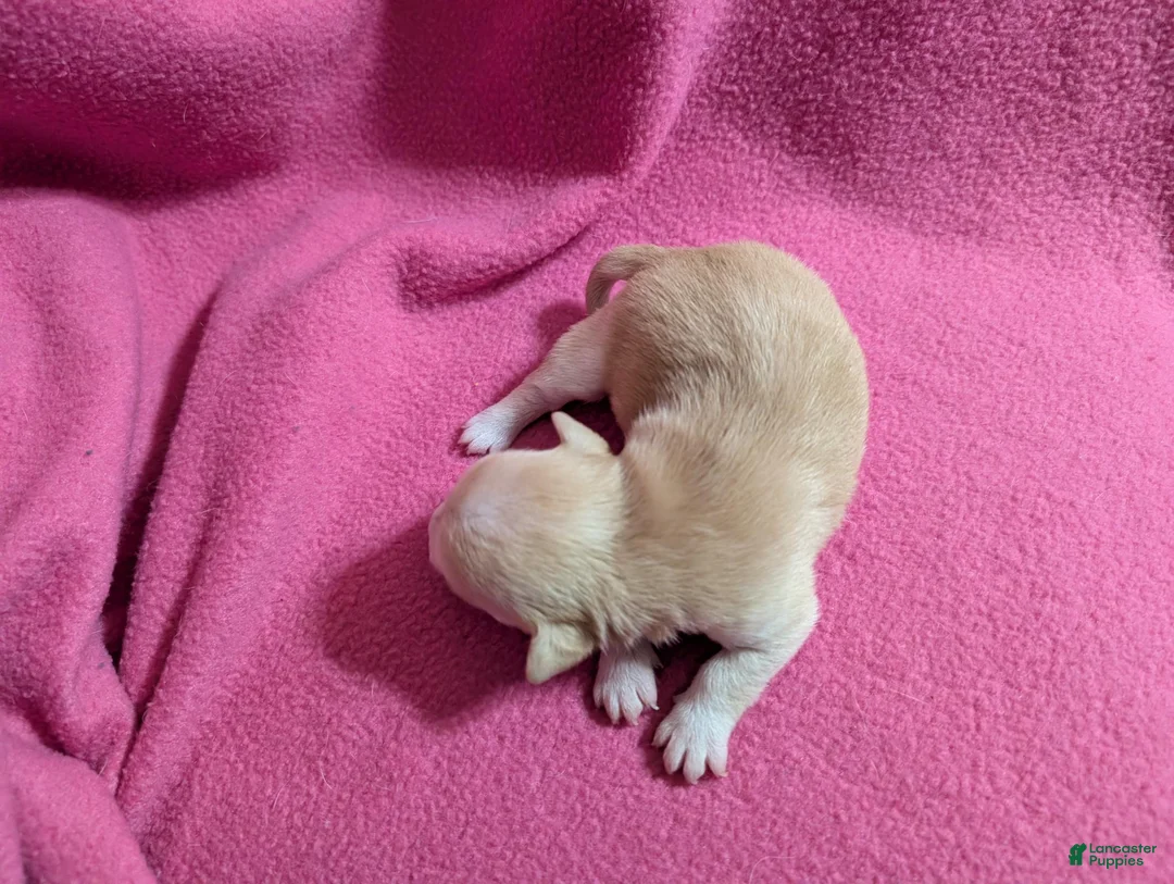 Chihuahua dogs for sale: Xavian - Ad 1