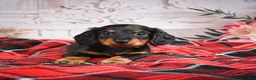 Miniature Dachshund dogs for sale: AKC-Elvis - Ad 8