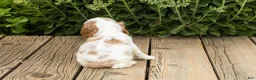 Cocker Spaniel dogs for sale: Checkers - Ad 4