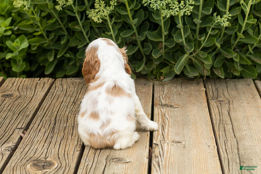 Cocker Spaniel dogs for sale: Checkers - Ad 4