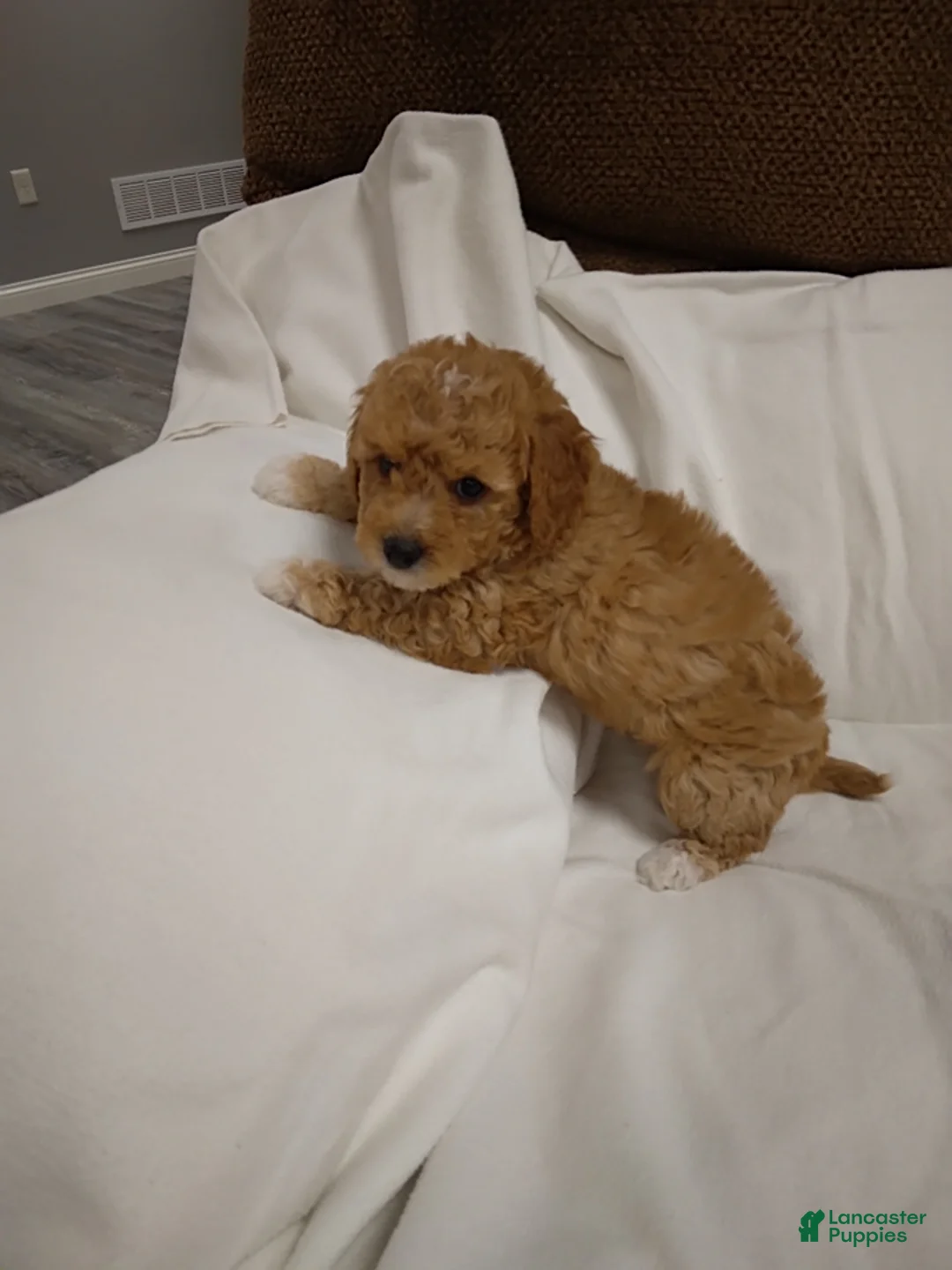 Mini Goldendoodle dogs for sale: Lana   - Ad 3