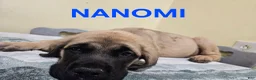 English Mastiff dogs for sale: English Mastiff Puppy 4 - Ad 1