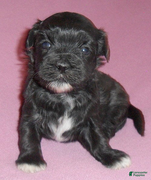 Shihpoo dogs Molly - Ad 1