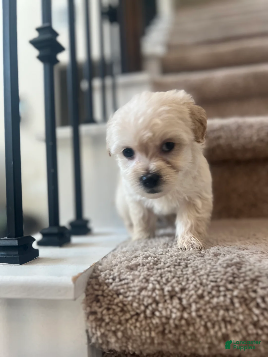 Maltipoo dogs for sale: Briana - Ad 9