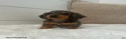 Miniature Dachshund dogs for sale: Sprout - Ad 5