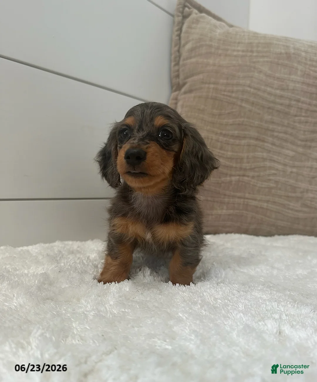 Miniature Dachshund dogs for sale: Sprout - Ad 5