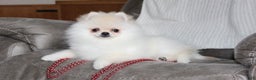 Pomeranian dogs for sale: Tiny Teddy - Ad 10