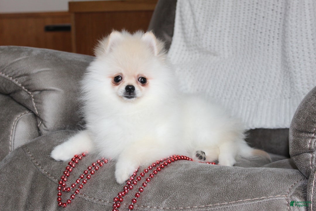 Pomeranian dogs for sale: Tiny Teddy - Ad 10
