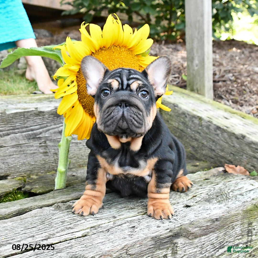 Great Pet Tony's Pet Shop Tony's Pet Shop Deals