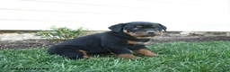 Rottweiler dogs for sale: Cadbury - Ad 1