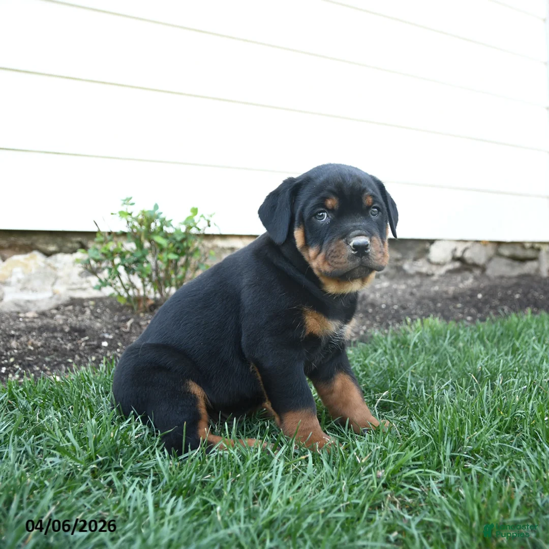 Rottweiler dogs for sale: Cadbury - Ad 1